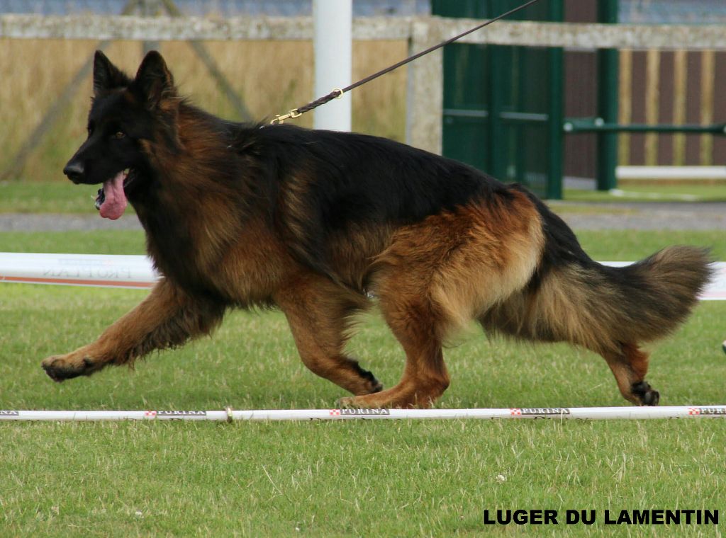 Luger du Lamentin
